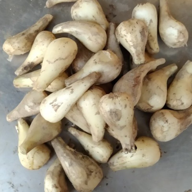 蕌头，叫头，苕头，茭头，加工成各种各样的腌菜。