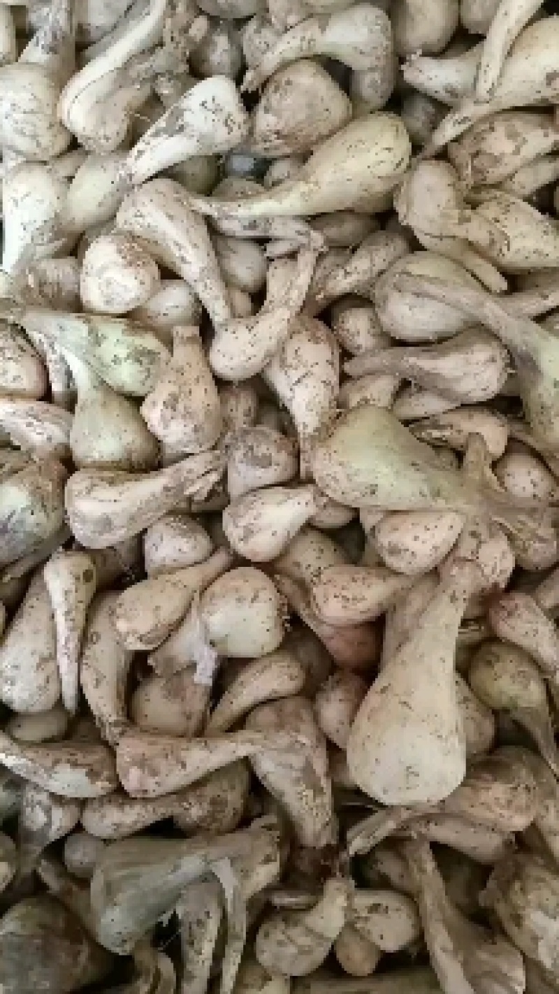 蕌头，叫头，苕头，茭头，加工成各种各样的腌菜。