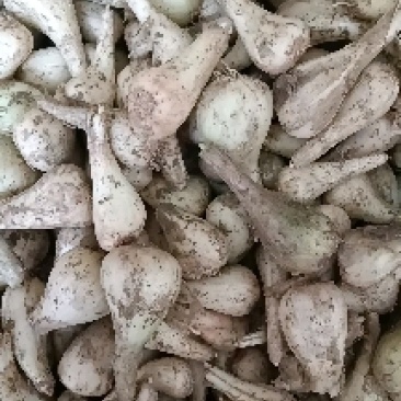 蕌头，叫头，苕头，茭头，加工成各种各样的腌菜。