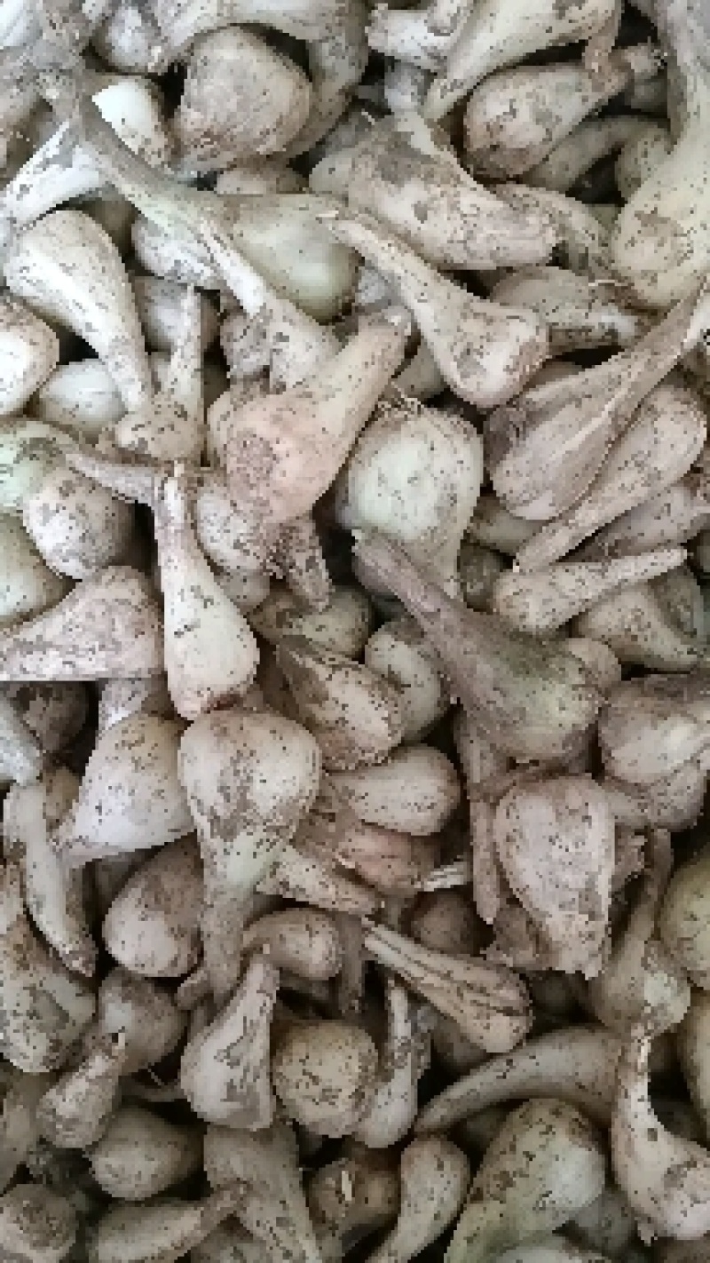 蕌头，叫头，苕头，茭头，加工成各种各样的腌菜。