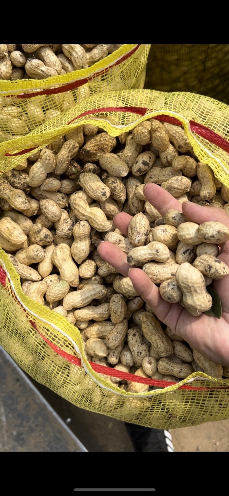 【热卖】江苏徐州精品花生大量有货供应质量很好欢迎采购