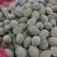 新鲜巴旦木鲜（巴旦杏）（扁桃核）？新鲜香脆甜，老少皆宜。