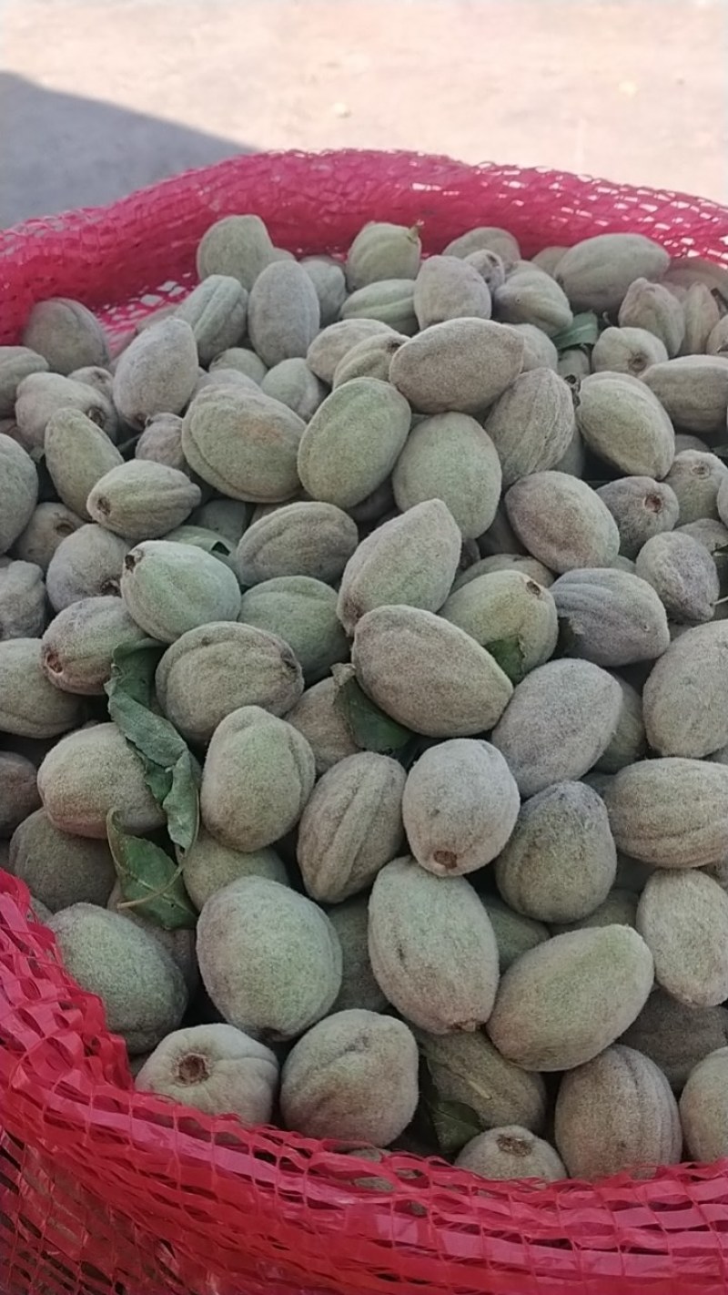 新鲜巴旦木鲜（巴旦杏）（扁桃核）？新鲜香脆甜，老少皆宜。