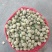新鲜巴旦木鲜（巴旦杏）（扁桃核）？新鲜香脆甜，老少皆宜。