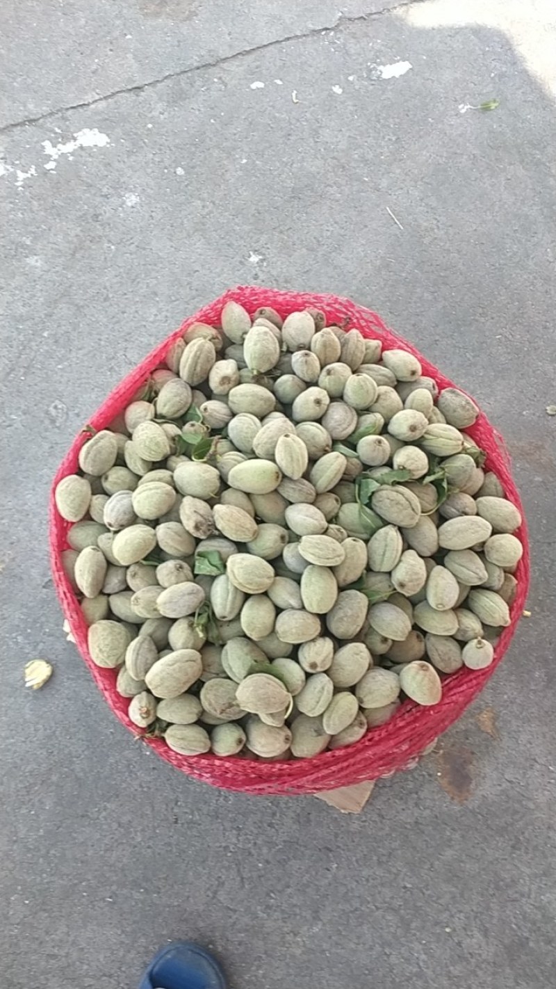 新鲜巴旦木鲜（巴旦杏）（扁桃核）？新鲜香脆甜，老少皆宜。