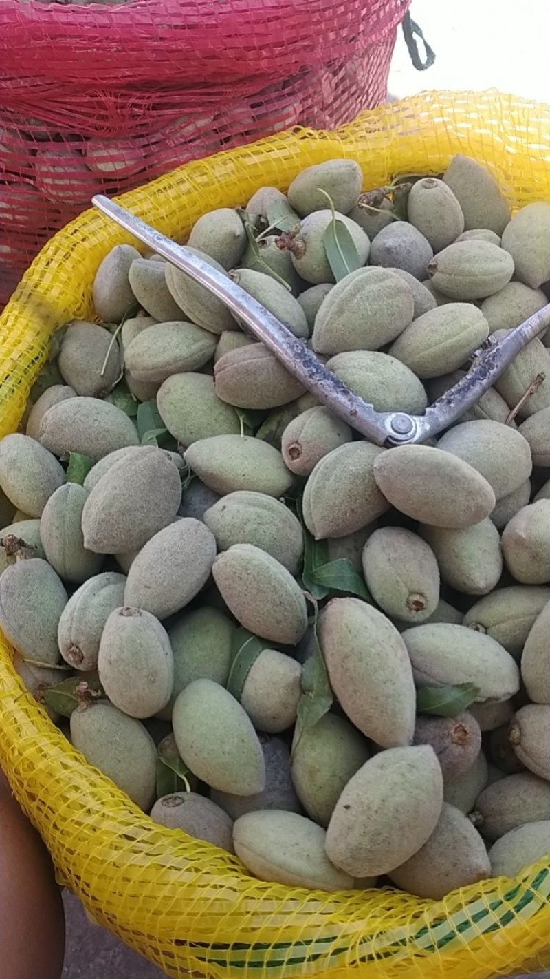 新鲜巴旦木鲜（巴旦杏）（扁桃核）？新鲜香脆甜，老少皆宜。