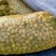 新鲜巴旦木鲜（巴旦杏）（扁桃核）？新鲜香脆甜，老少皆宜。