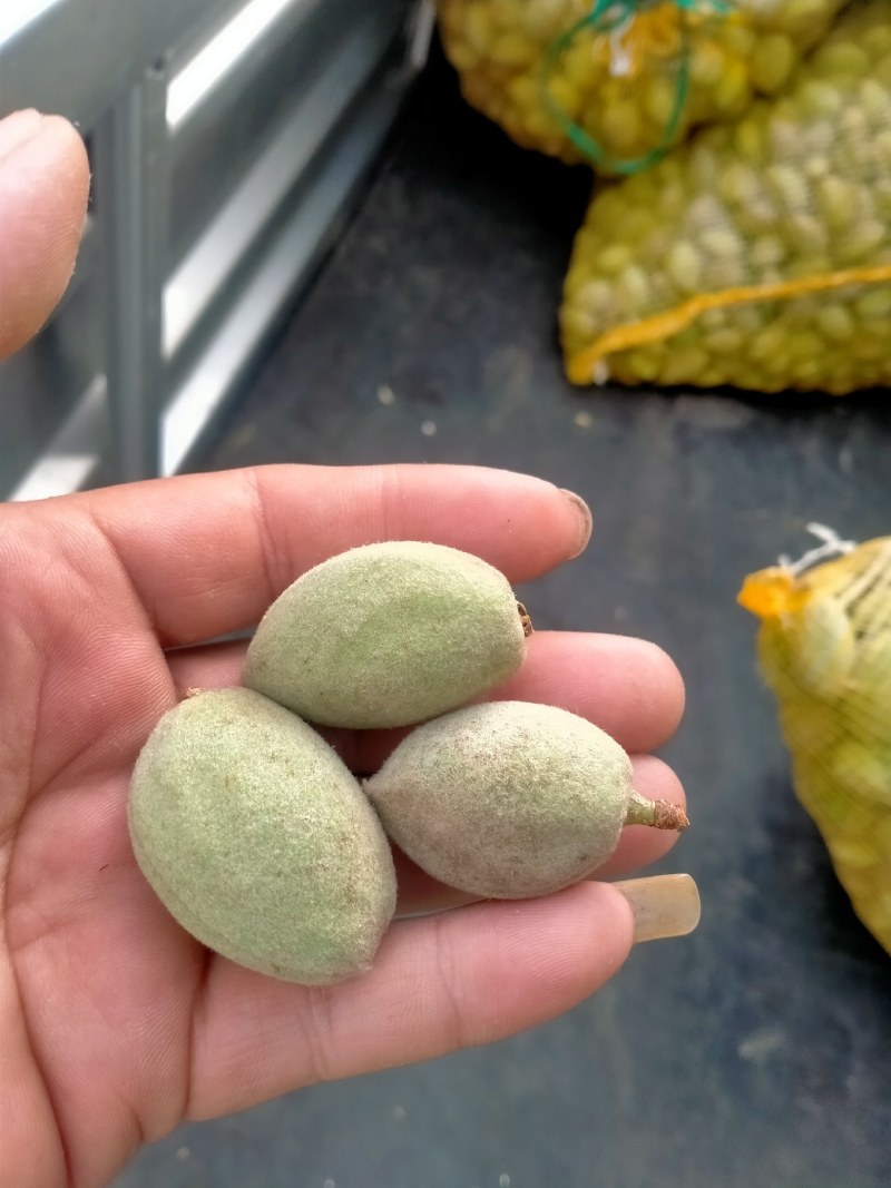 新鲜巴旦木鲜（巴旦杏）（扁桃核）？新鲜香脆甜，老少皆宜。