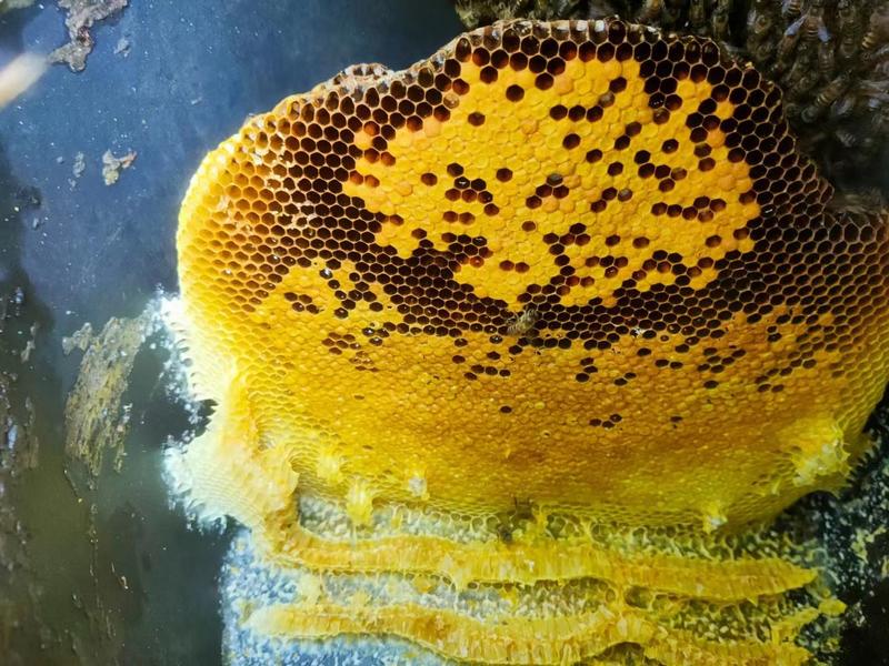 【蜂巢蜜】蜂蜜农家自产新鲜发货滋补养生品种纯正