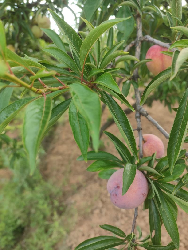 玉皇李子