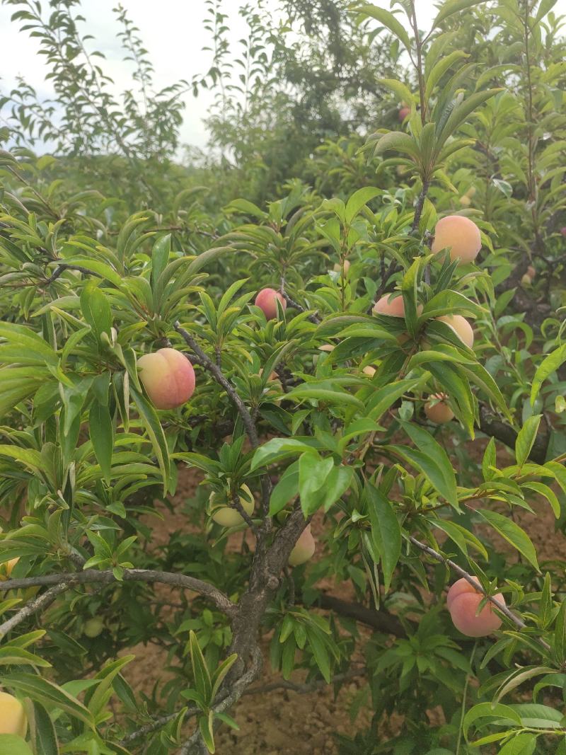 玉皇李子