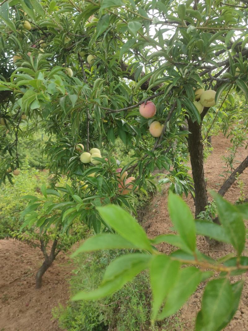 玉皇李子