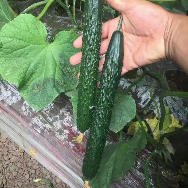 黄瓜苗，嫁接水果黄瓜苗，强雌油量型，适合早春，延秋，越冬