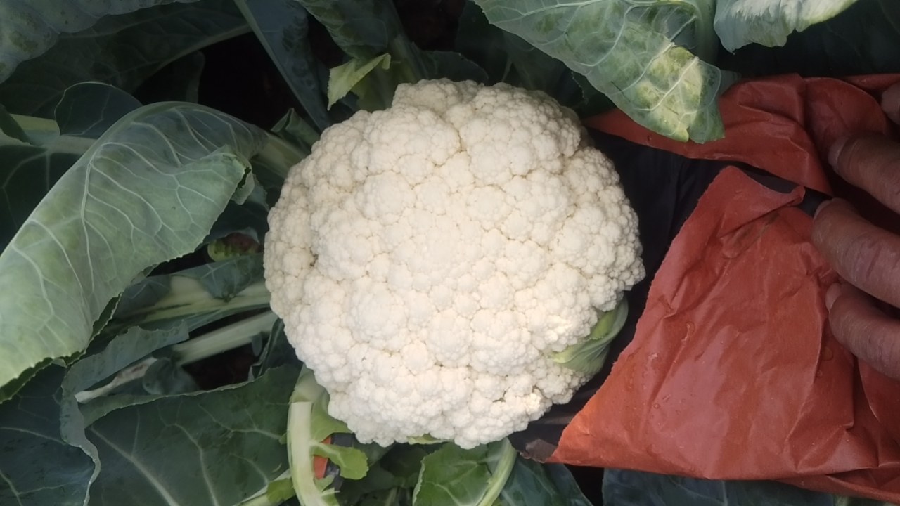 白菜开花图示