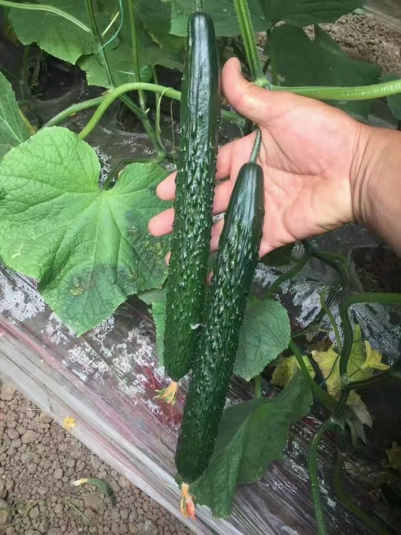 黄瓜苗，嫁接水果黄瓜苗，强雌油量型，适合早春，延秋，越冬