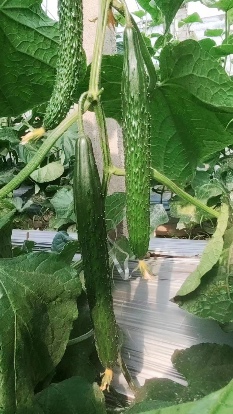 黄瓜苗，嫁接水果黄瓜苗，强雌油量型，适合早春，延秋，越冬