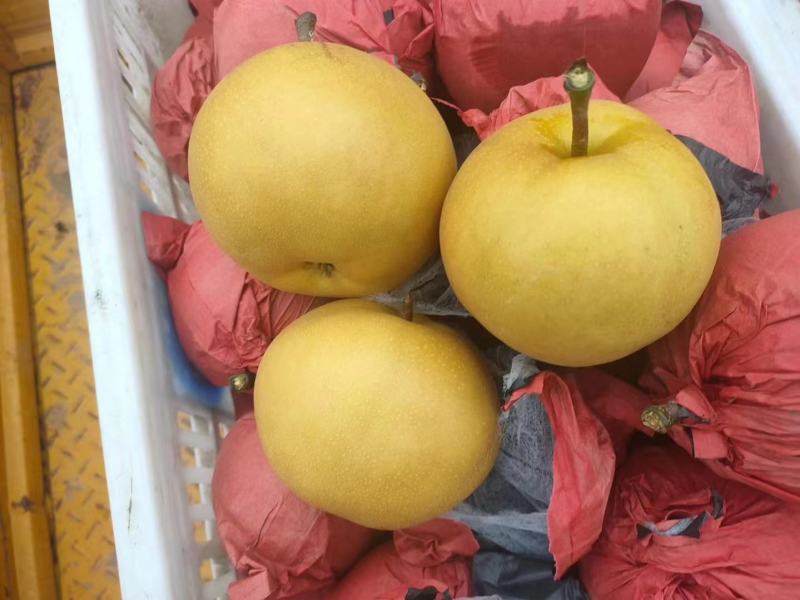 圆黄梨丰水梨安徽新玉梨产区直发代收代发代加工货源充足
