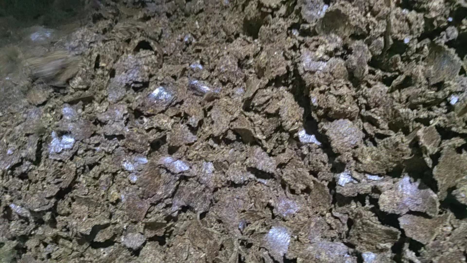 高清显微摄影展示:左侧为Ⅰ型弧菌型棉絮(灰白半透明薄层,边缘不规则);中部为Ⅱ型微孢子虫+真菌型(蓬松厚棉团,略泛淡黄,表面可见菌丝网络);右侧为Ⅲ型纤毛虫型(深灰黑色絮状物,集中附着于鳃丝基部与步足关节,显微放大可见钟形虫固着柄及纤毛环 南美白对虾棉花虾三种典型体表症状对比图