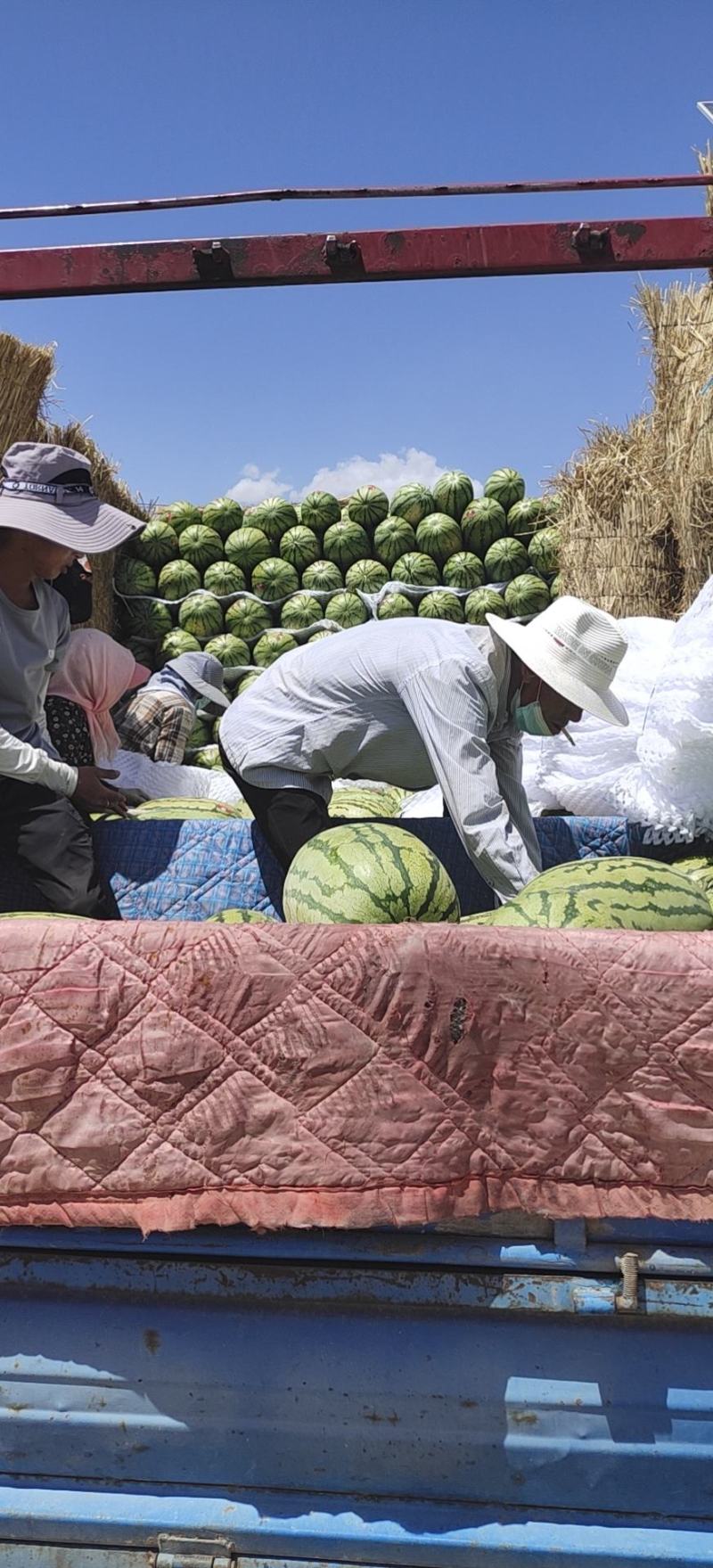 金城五号，石头瓜，市场货，电商货，大量上市
