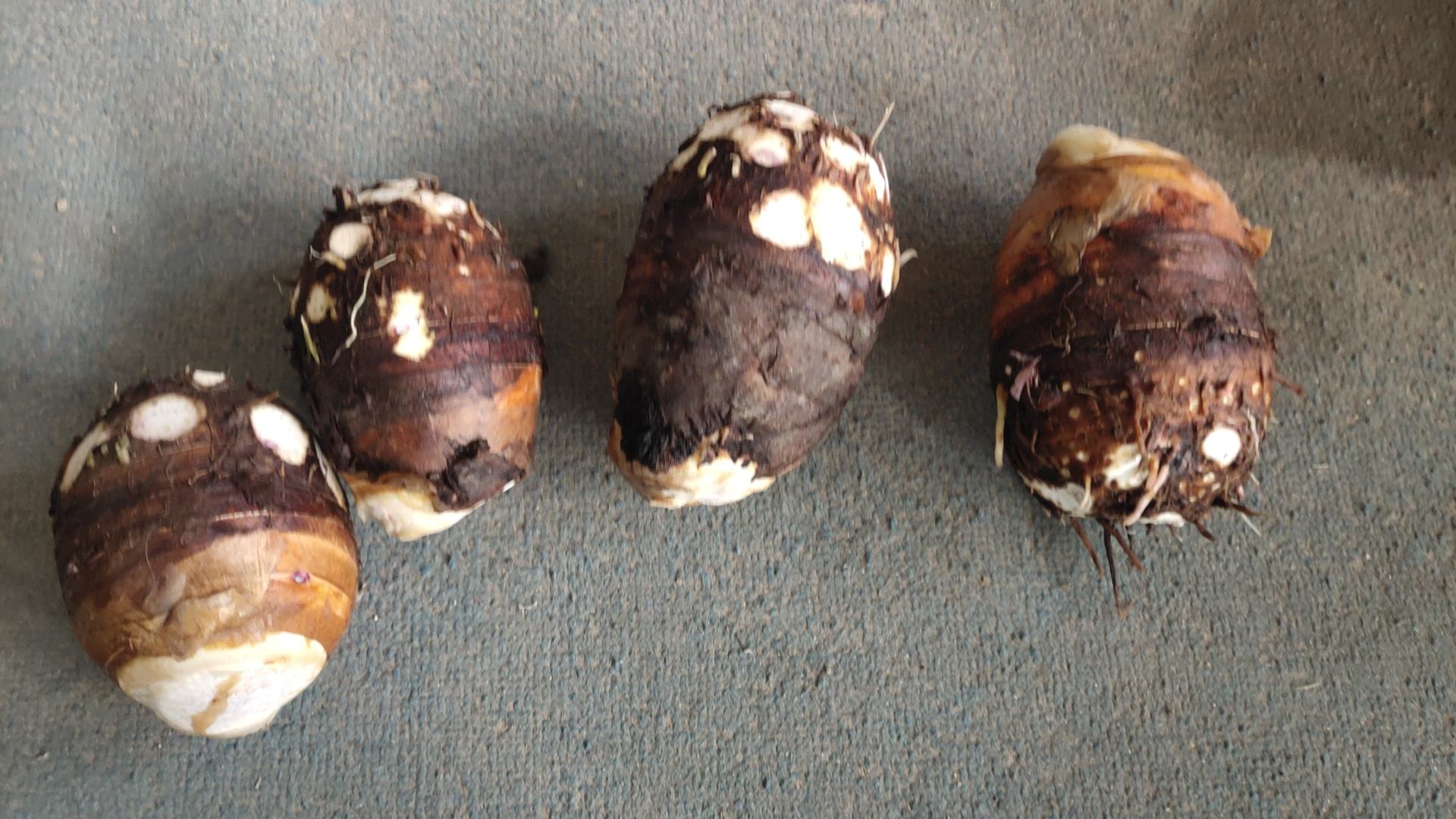 一个完整的荔浦芋头,表皮呈棕褐色,带有泥土痕迹,切开部分露出内部紫红色的槟榔纹路,肉质洁白细腻,周围摆放着几片绿叶,背景为乡村农田环境 荔浦芋头特写