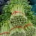 甘肃定西毛芹55_65公分，
