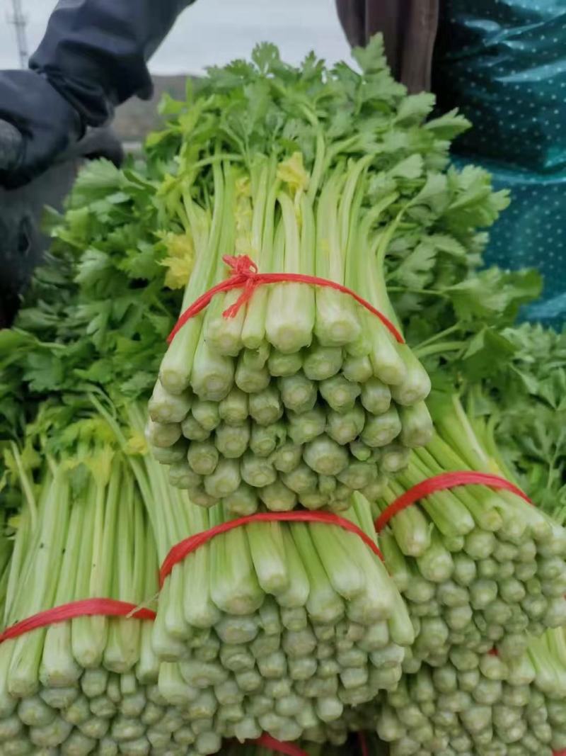 甘肃定西毛芹55_65公分，