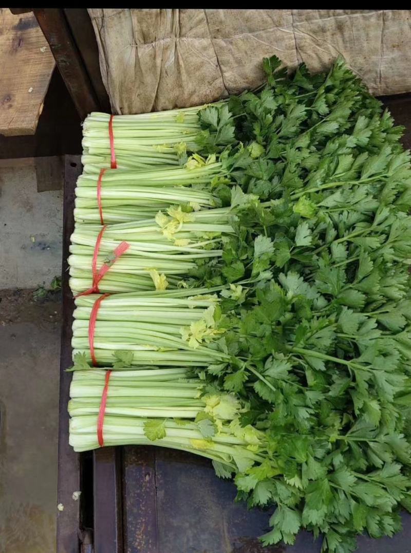 甘肃定西毛芹55_65公分，