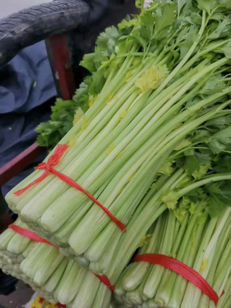甘肃定西毛芹55_65公分，
