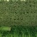 甘肃定西毛芹55_65公分，