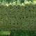 甘肃定西毛芹55_65公分，