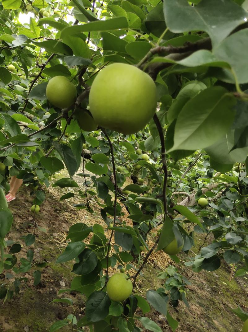 翠冠梨