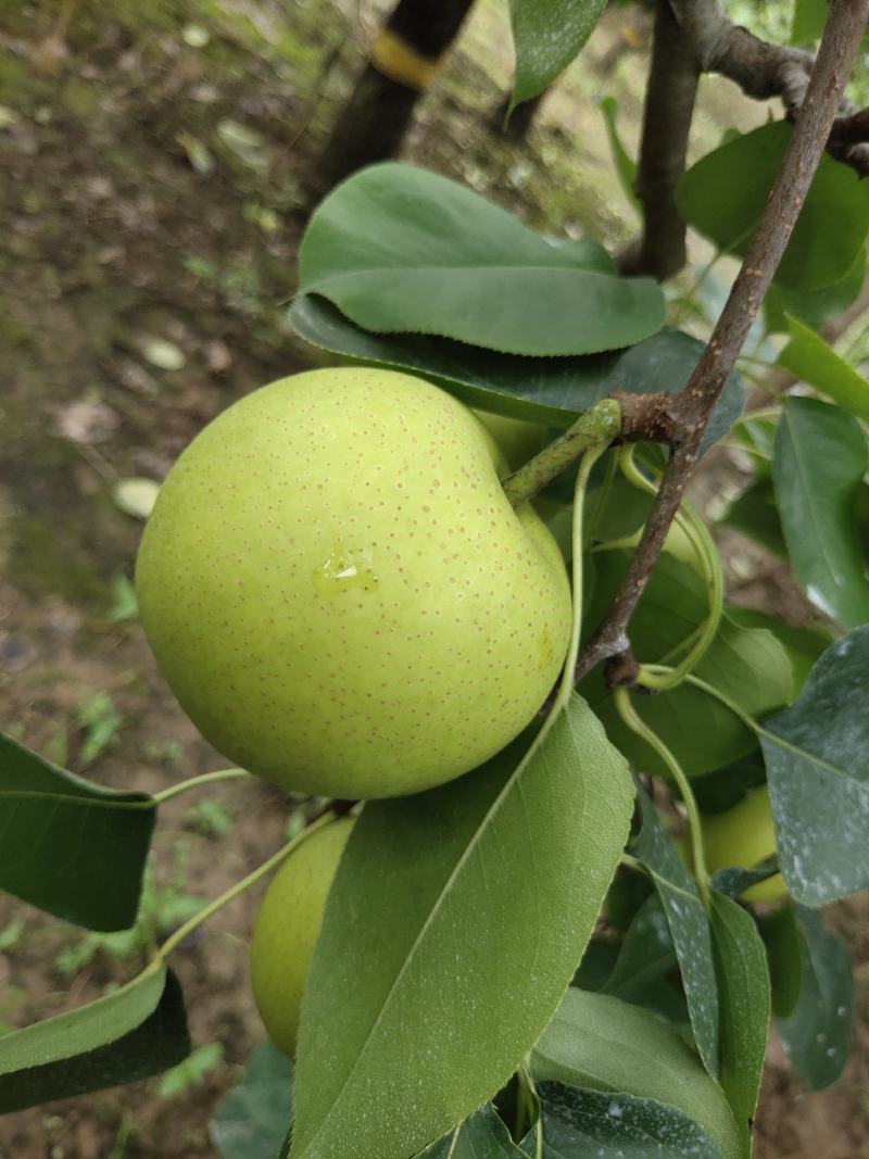 翠冠梨