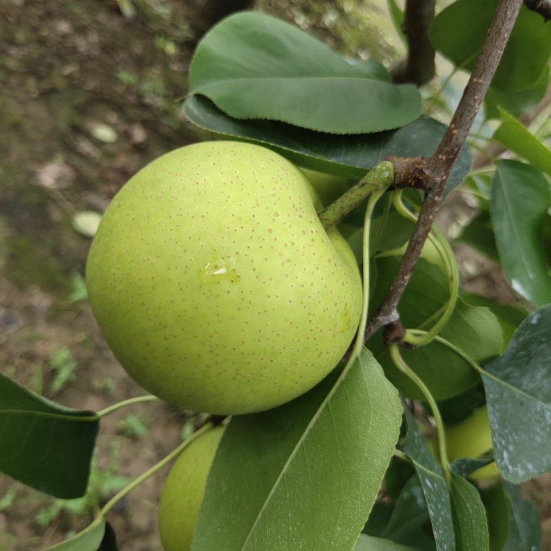 翠冠梨