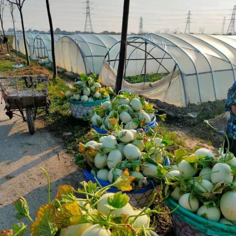 玉菇甜瓜，大量上市，一手货源，量大从优，欢迎咨询