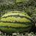 「宁夏晒砂瓜」产地直发，量大从优，精品西瓜，欢迎联系我