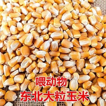 干玉米批发100斤养殖玉米散装玉米粒喂鸡鸭鹅猪鸽子钓鱼打