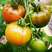 普罗旺斯苗子，番茄苗，高抗病毒抗TY，产量高，草莓柿子苗