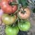 普罗旺斯苗子，番茄苗，高抗病毒抗TY，产量高，草莓柿子苗