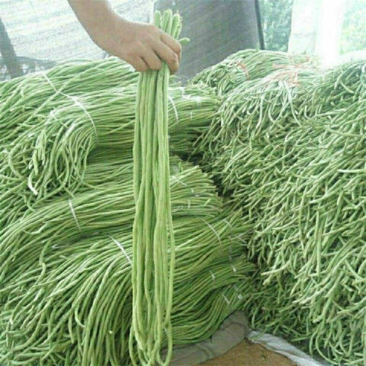 大棚长豆角，可以到霜降，质量好，价格优，欢迎咨询