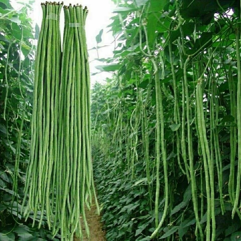 大棚长豆角，可以到霜降，质量好，价格优，欢迎咨询
