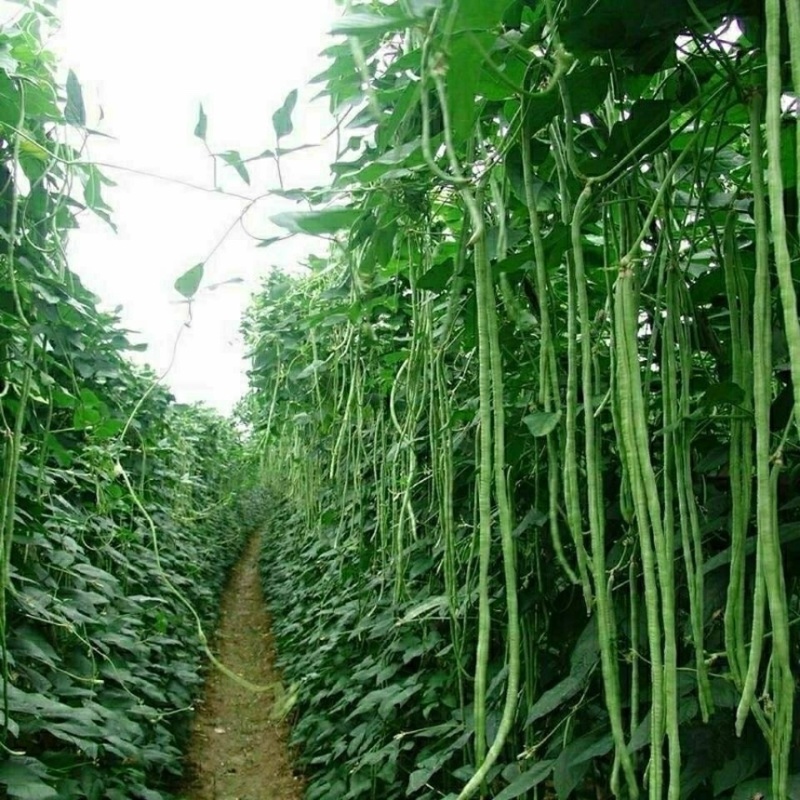 大棚长豆角，可以到霜降，质量好，价格优，欢迎咨询