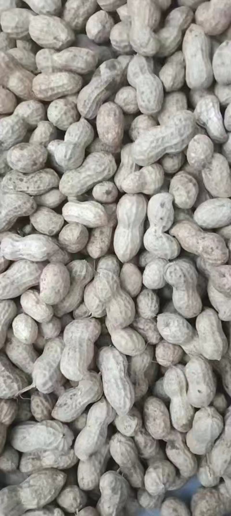 鲜花生四粒红罗汉果花生小白沙花生大白沙