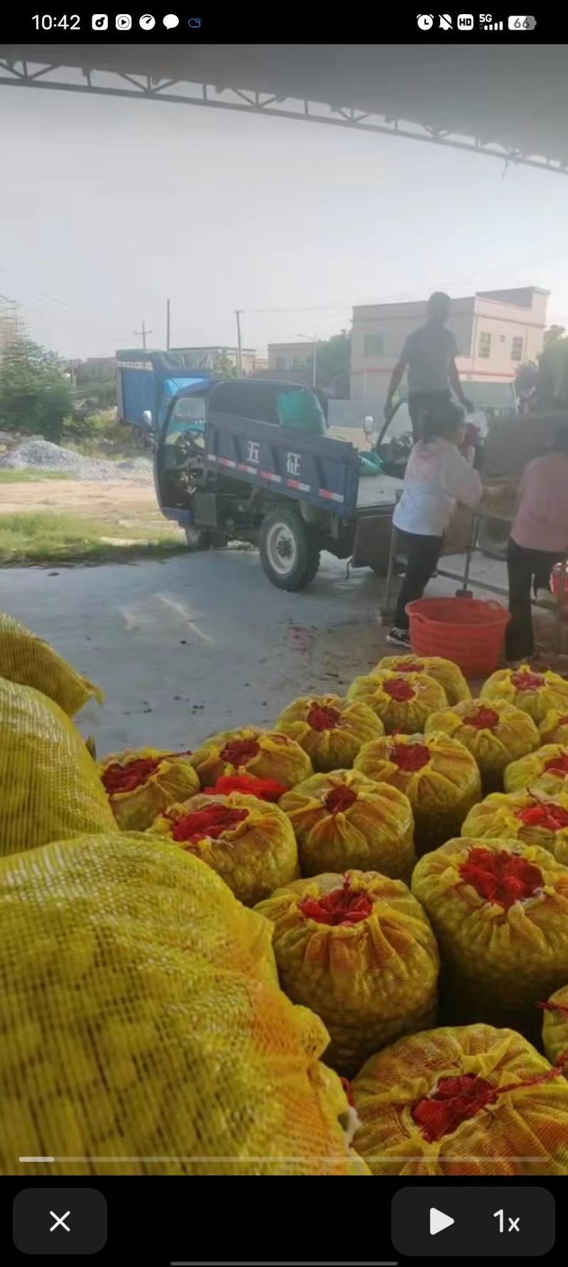 鲜花生四粒红罗汉果花生小白沙花生大白沙