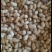 鲜花生四粒红罗汉果花生小白沙花生大白沙