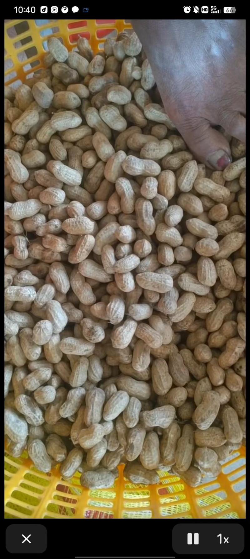 鲜花生四粒红罗汉果花生小白沙花生大白沙