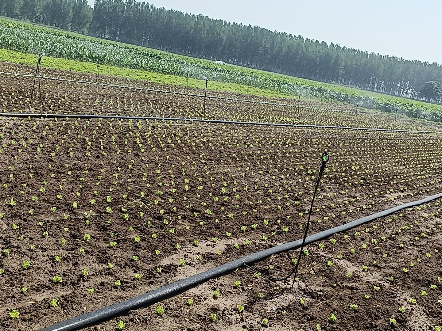 生菜滴灌系统示意图