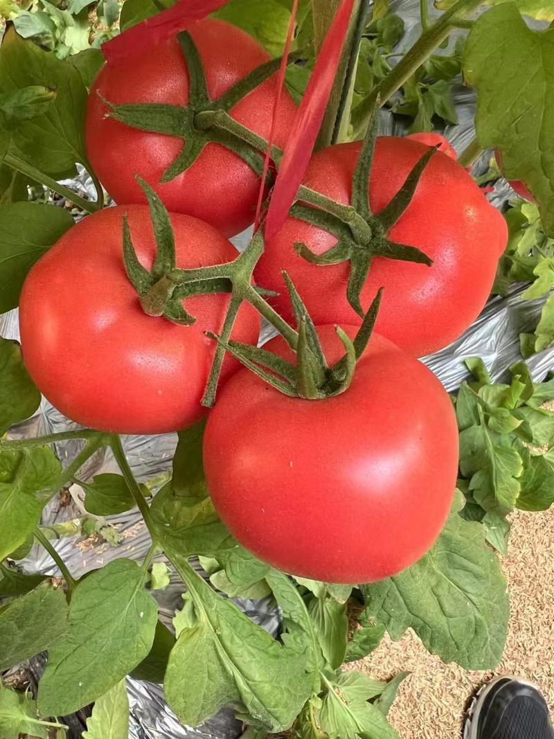 粉果番茄苗，荷兰引进大果型抗线虫抗死棵，抗灰叶斑耐寒性好