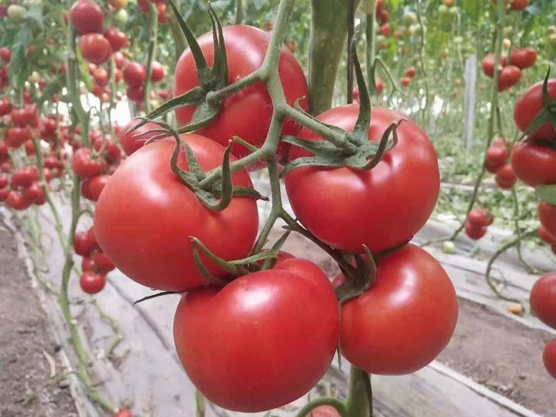 粉果番茄苗，荷兰引进大果型抗线虫抗死棵，抗灰叶斑耐寒性好