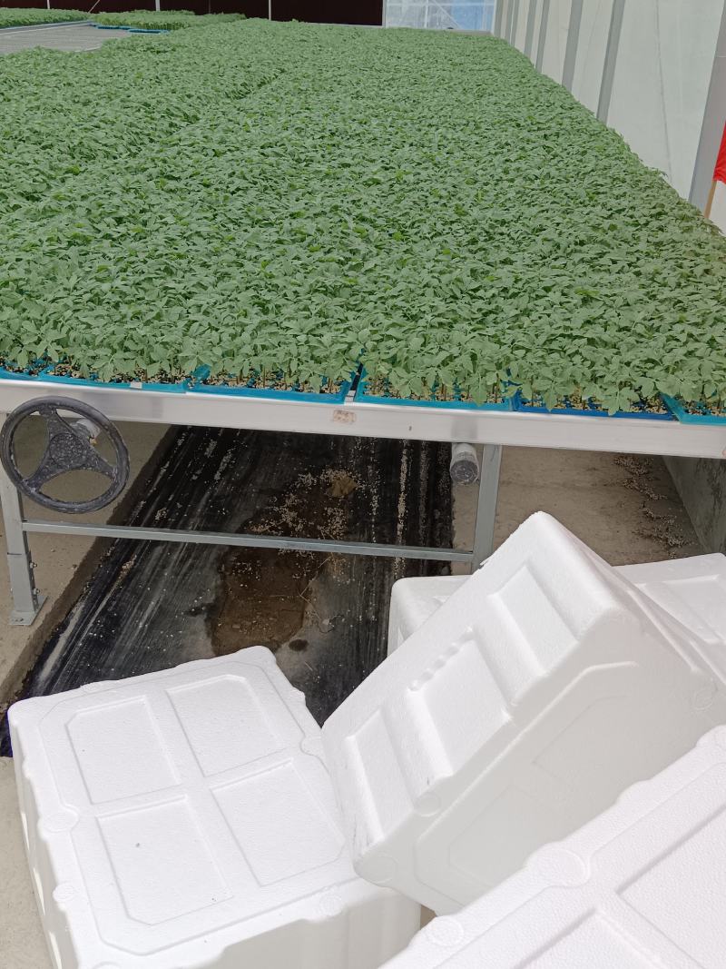 粉果番茄苗，荷兰引进大果型抗线虫抗死棵，抗灰叶斑耐寒性好