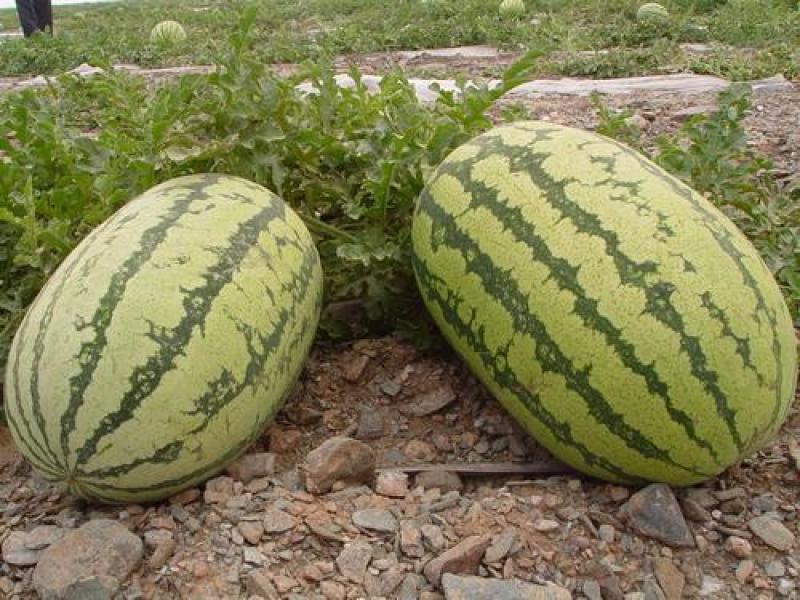 宁夏硒砂瓜，金城五号西瓜，甘甜解渴，大红瓤小薄皮